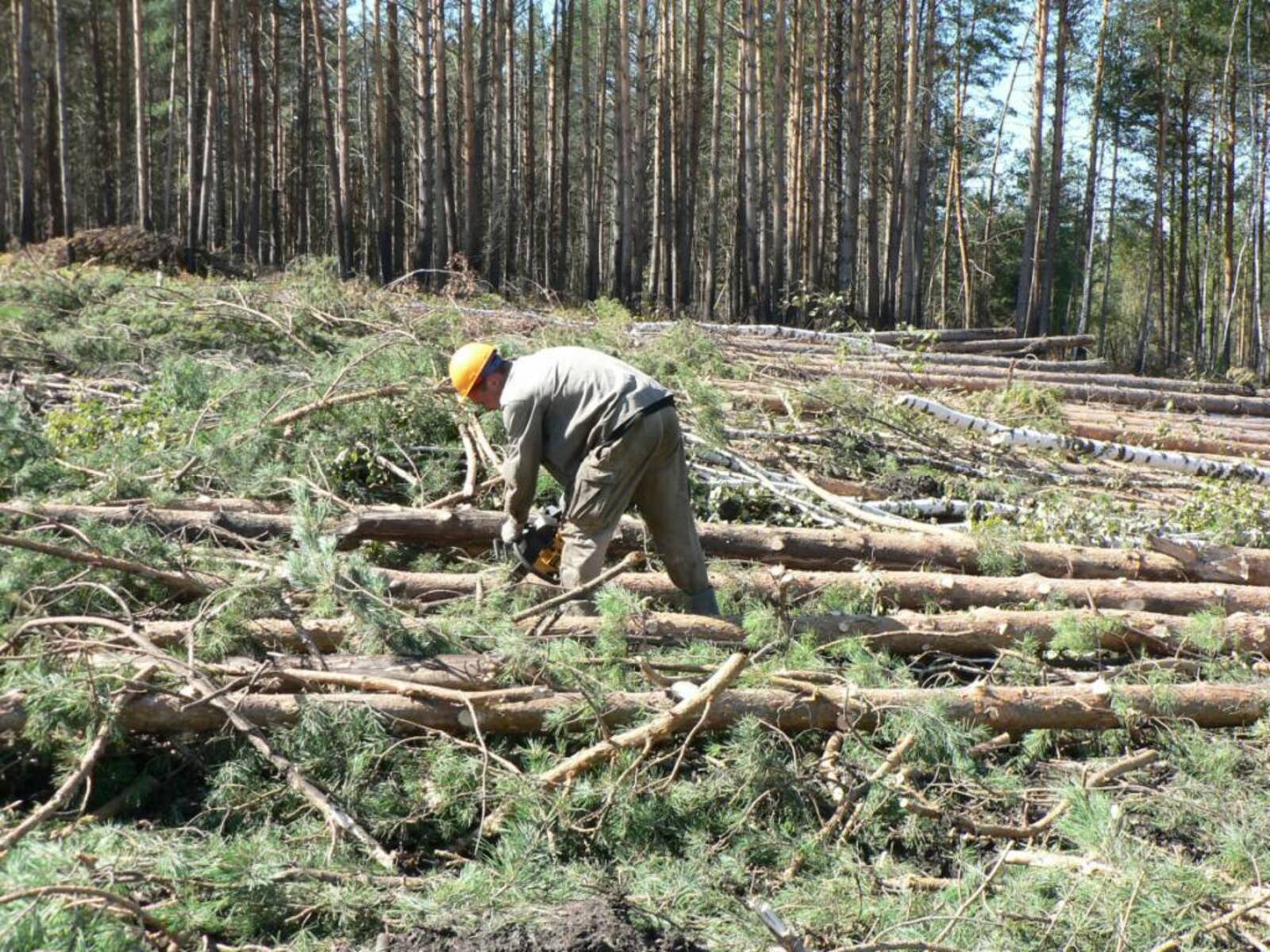 Обращение с лесными отходами: правовые аспекты и практические шаги