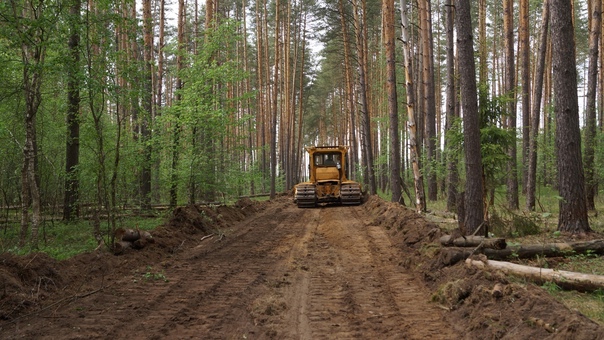 Очистка и формирование лесных просек